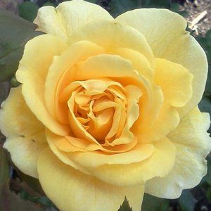 Meet your Posher, Shealah